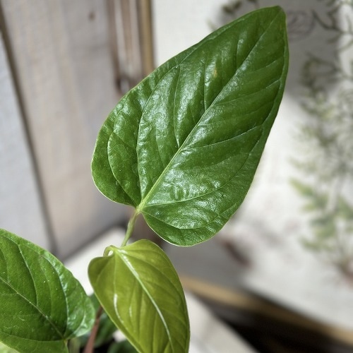 パ*ン様 アンスリウム　ポーティラエ　NSE アンスリウム Anthurium gymnopus fantasy luxurians 3.5号硬質