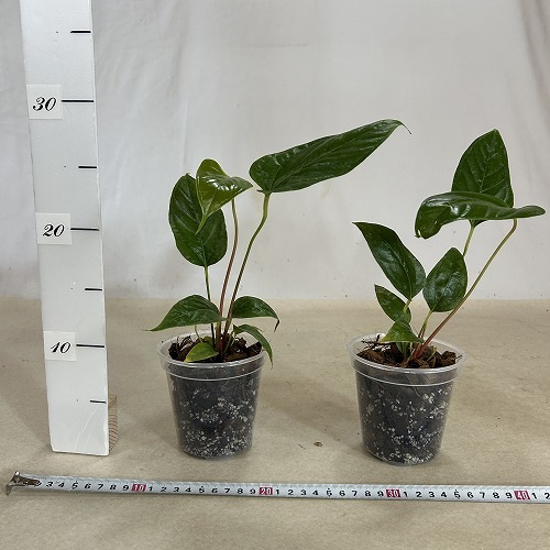 アンスリウム(アンスリューム) インシグネ 3.5号透明硬質ポット