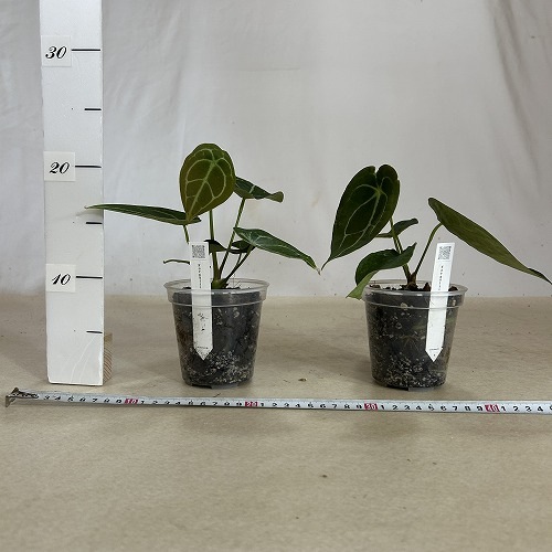 訳あり】【葉傷みあり】アンスリウム(アンスリューム) フォル