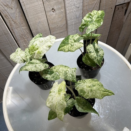 アロカシア　シンポ　バリエガータ芋【希少】 アロカシア シンポ バリエガータ芋【希少】 アロカシア シンポ