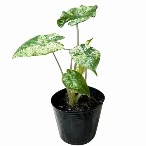 t*o様 アロカシア　シンポ　バリエガータ アロカシア シンポ バリエガータ 61ul54WL4cL.jpg_BO30,255,255,