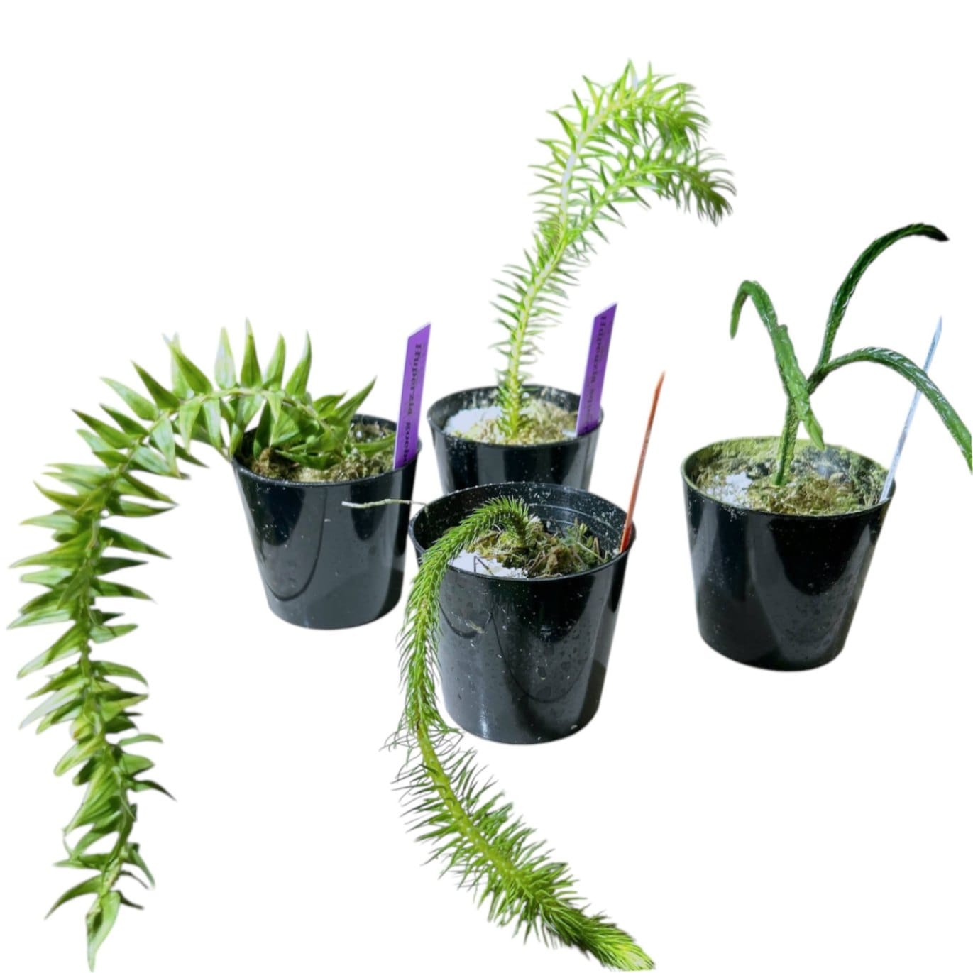 フペルジア 極小苗(挿し木) 2号｜芳樹園オンラインショップ