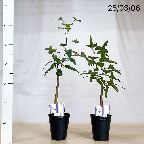 ブラキキトン ポプルネウス(ボトルツリー品種不明) タイプB 4号ロング