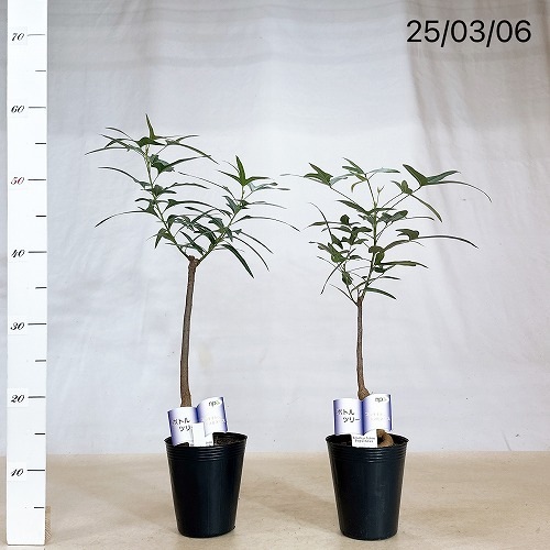 ボトルツリー ブラキキトン ポプルネウス ☆ ボトルツリー