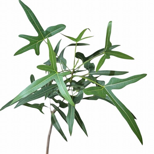 ブラキキトン ポプルネウス(ボトルツリー品種不明) タイプC 4号ロング
