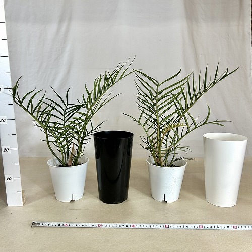 フィロデンドロン トータム(トルツム) 6号 ｜芳樹園オンラインショップ