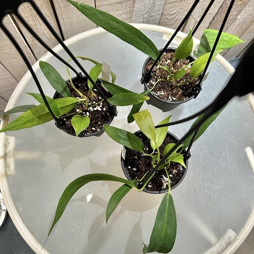 アンスリウム ウェンドリンゲリー 3.5号吊り鉢｜芳樹園