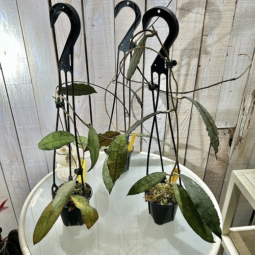 ① 吊り下げ Hoya clemensiorum クレメンシオラム 多肉植物 🌱Hoya
