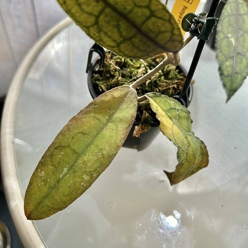 ホヤ(サクララン) クレメンシオラム 3号吊り鉢｜芳樹園オンラインショップ