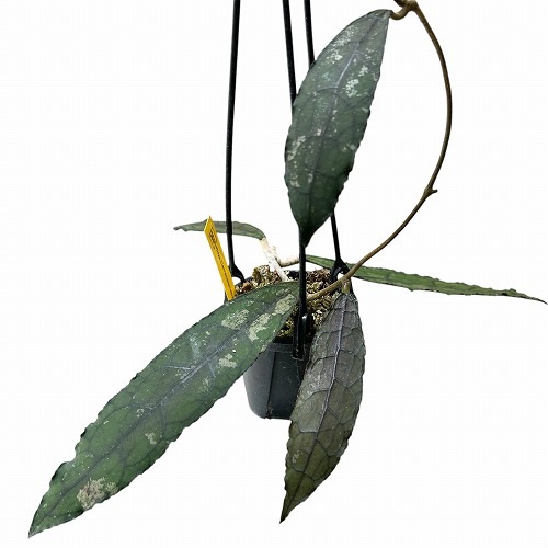 ホヤ ＊Hoya ＊clemensiorum クレメン ホヤ クレメンシオラム : r/hoyas