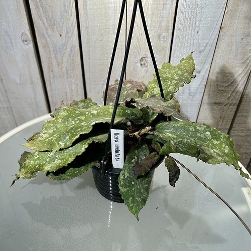 セール　レア　ホヤ　ウンデュラータ Hoya undulata サクララン　大苗 セール レア ホヤ ウンデュラータ Hoya undulata サクララン 大苗