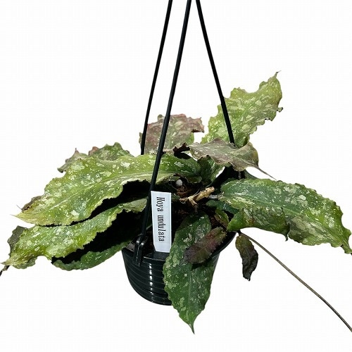 ホヤ(サクララン) ウンデュラータ 4号吊り鉢｜芳樹園オンラインショップ