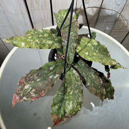 ホヤ(サクララン) ウンデュラータ 4号吊り鉢｜芳樹園オンラインショップ