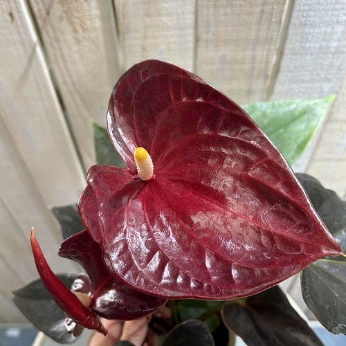 熱帯植物‼️激レア‼️アンスリウム　ルテリー 熱帯植物 レア❗アンスリウム ルテリー - メルカリ