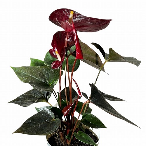 アンスリウム デリカータ 赤花 6号プラ鉢(白)｜芳樹園オンラインショップ