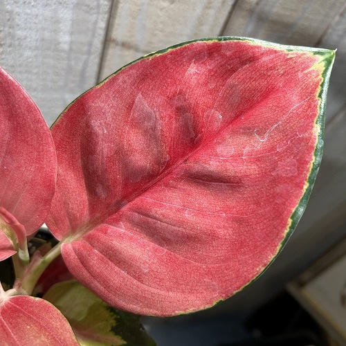 アグラオネマ タイランドレッド 4号｜芳樹園オンラインショップ