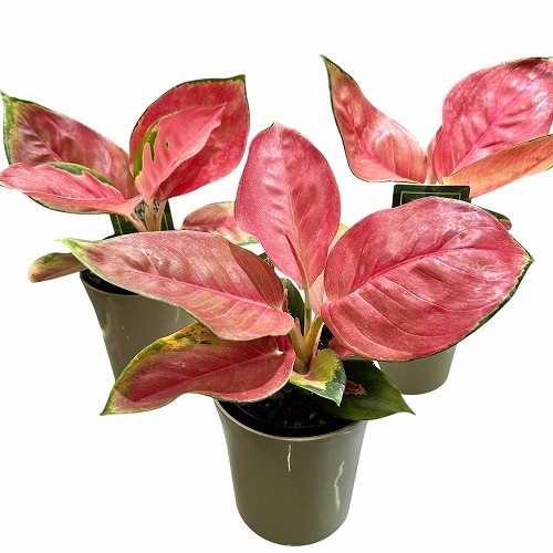 アグラオネマ タイランドレッド 4号｜芳樹園オンラインショップ