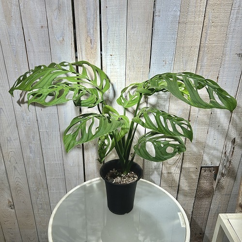 モンステラ エスケレート 5号ロング黒鉢｜芳樹園オンラインショップ