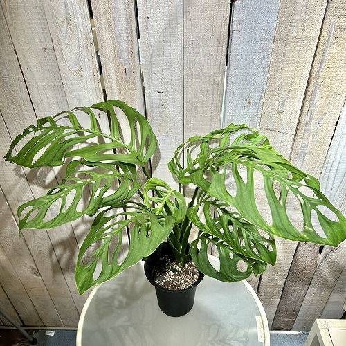 モンステラ エスケレート 5号ロング黒鉢｜芳樹園オンラインショップ