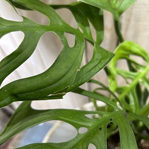 モンステラ エスケレート 5号ロング黒鉢｜芳樹園オンラインショップ