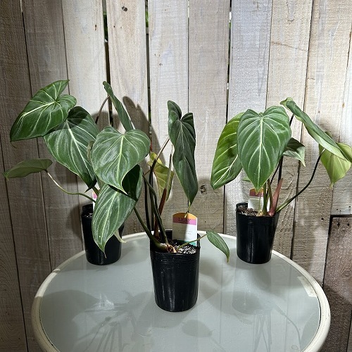 フィロデンドロン カロッスム フィロデンドロン カローサム(Philodendron calossum) | 希少