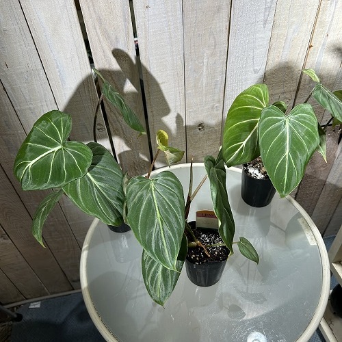 フィロデンドロン グロリオサム(グロリオーサム/グロリオスム) 3