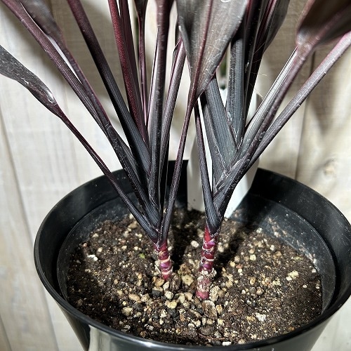 ドラセナ 愛知赤(アイチアカ) 5号ロング黒鉢｜芳樹園オンラインショップ