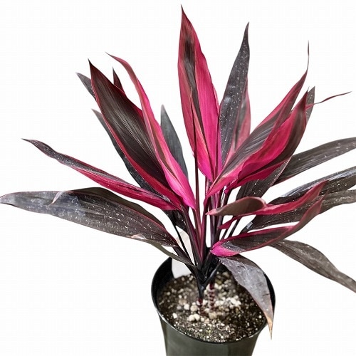 ドラセナ 愛知赤(アイチアカ) 5号ロング黒鉢｜芳樹園オンラインショップ