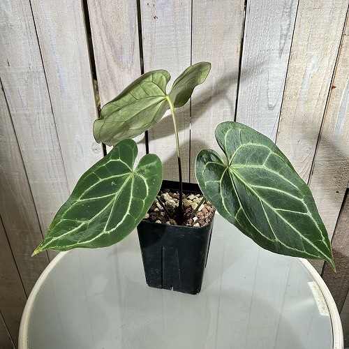 アンスリウム ブラックベルベット×マグニフィカム 5号角鉢｜芳樹園