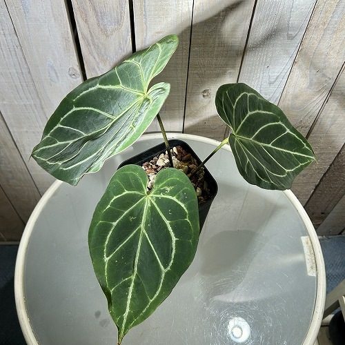 アンスリウム ブラックベルベット×マグニフィカム 5号角鉢｜芳樹園