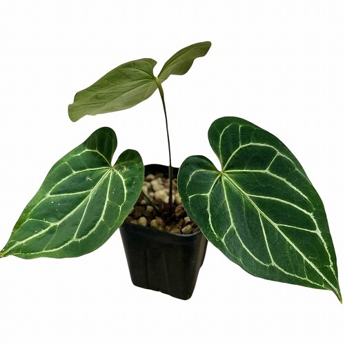 アンスリウム ブラックベルベット×マグニフィカム 5号角鉢