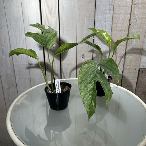 エピプレナム ピナツム ミント(斑入り) 3号ポット｜芳樹園オンライン