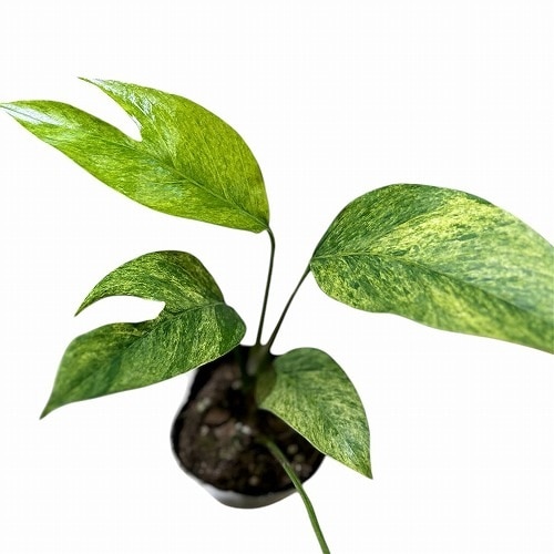 エピプレナム ピナツム ミント(斑入り) 3号ポット｜芳樹園オンライン