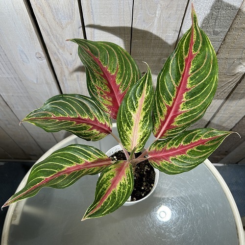 アグラオネマ レッドパナマ 4号白鉢ロング｜芳樹園オンラインショップ
