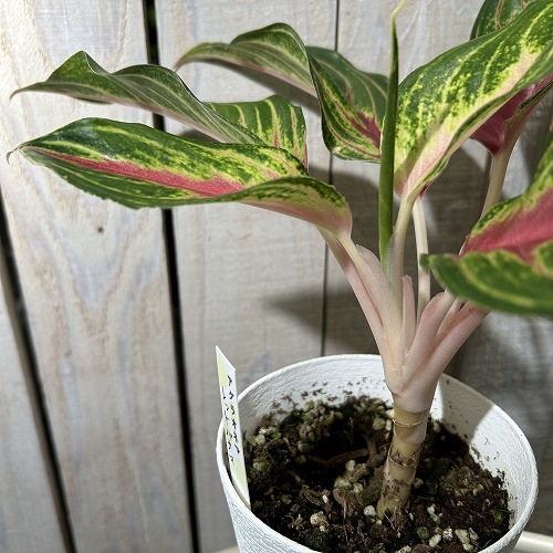 アグラオネマ レッドパナマ 4号白鉢ロング｜芳樹園オンラインショップ