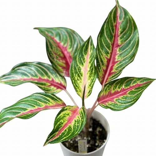 アグラオネマ レッドパナマ 4号白鉢ロング｜芳樹園オンラインショップ
