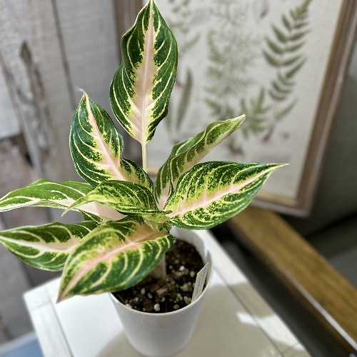 アグラオネマ ピンクパナマ 4号白鉢ロング｜芳樹園オンラインショップ