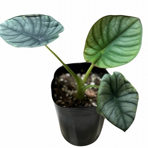 アロカシア インペリアリス Alocasia Imperialis 57404