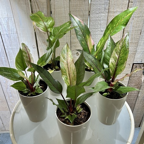 その他観葉植物 anthurium HYBRID 楽天市場】□観葉植物□アンスリウムハイブリッド （Anthurium