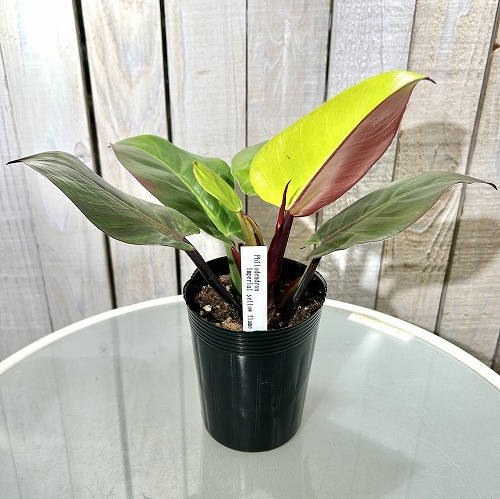 フィロデンドロン インペリアル イエローフレーム 3.5号ロングポット