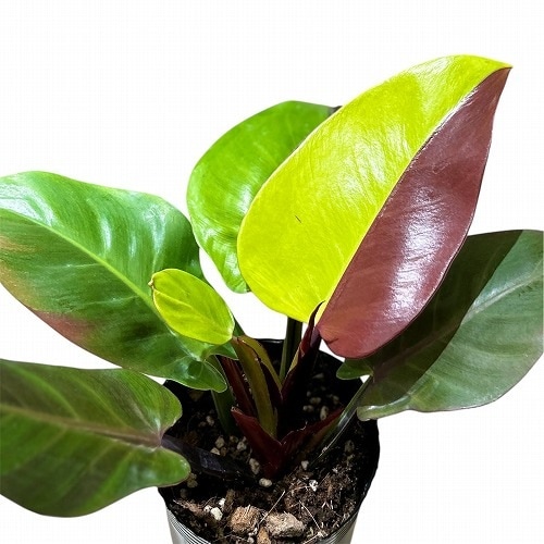 フィロデンドロン インペリアル イエローフレーム 3.5号ロングポット