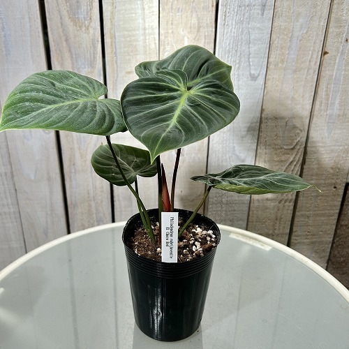 葉傷みあり】フィロデンドロン ルビジュベナイル エルチョコレッド 3.5