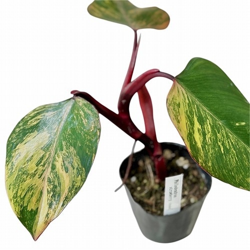 600」50cm~ フィロデンドロン ストロベリーシェイク Philodendron