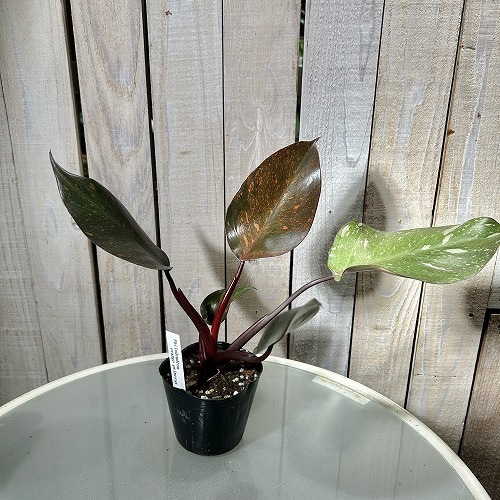 フィロデンドロン オレンジプリンセス 3.5号ポット｜芳樹園オンライン