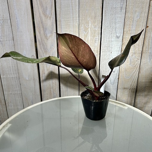 フィロデンドロン オレンジプリンセス 3.5号ポット｜芳樹園オンライン