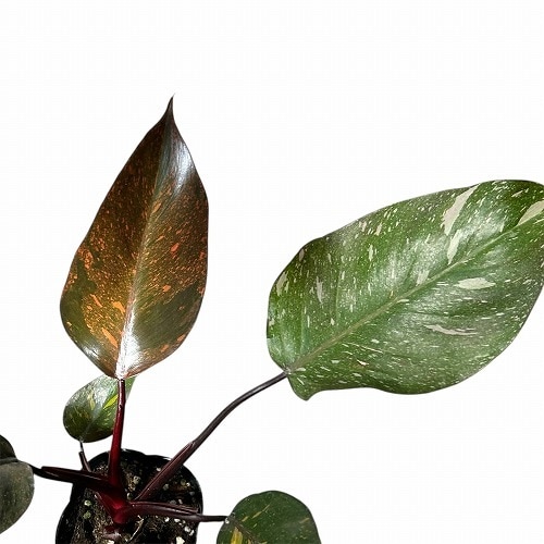 フィロデンドロン オレンジプリンセス 3.5号ポット｜芳樹園オンライン