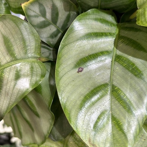 ゲッペルティア ベラ カリーナ 5号白鉢｜芳樹園オンラインショップ