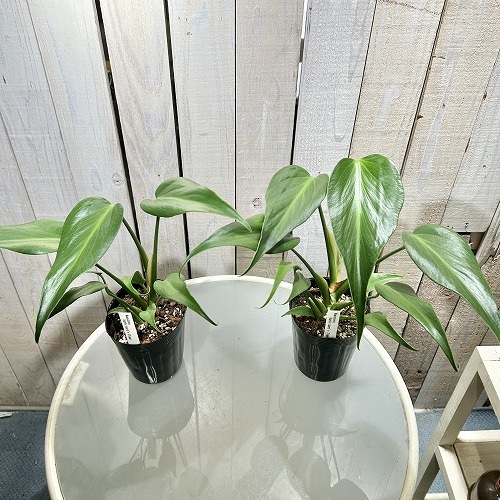 モンステラ バールマルクスフレーム 3.5号ロングポット｜芳樹園