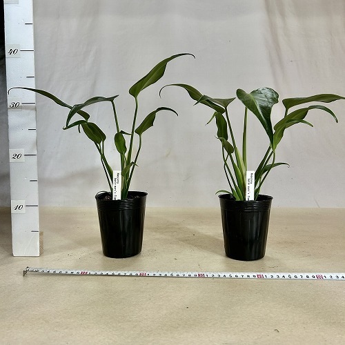 モンステラ バールマルス フレーム③ モンステラ バールマルクスフレーム 3号鉢 – JolieNursery