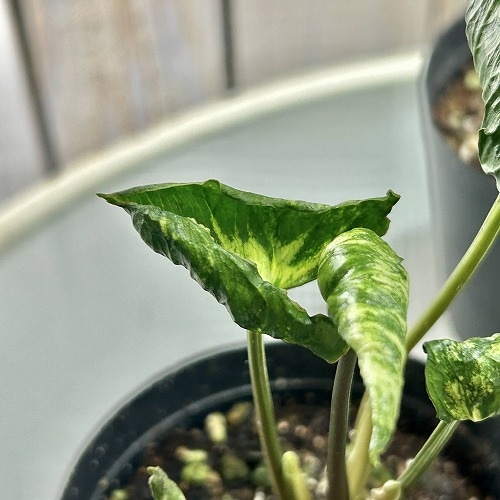 シンゴニウム ゴジラ(縮れ葉) 2.5号 ※葉傷みあり｜芳樹園オンライン